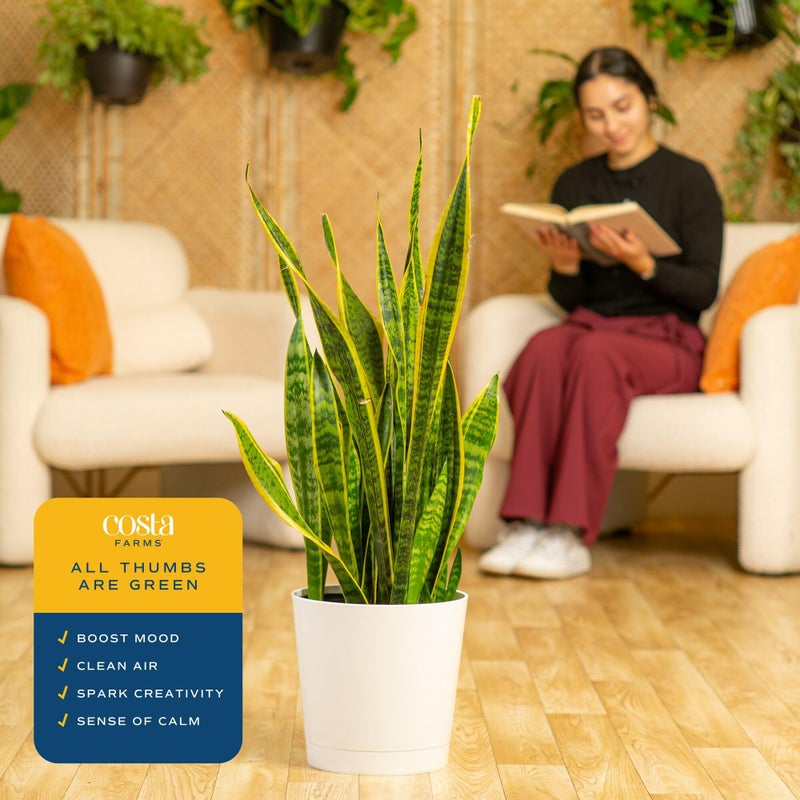 Costa Farms Snake Plant, Mother-in-Law's Tongue Live Plant in Decorative Pot, Large Easy to Maintain Indoor Succulent Houseplant, Assorted Variety, Home, Room, or Office DÃ©cor, 2-3 Feet Tall - Image 5