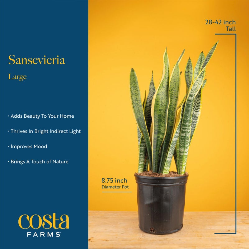 Costa Farms Snake Plant, Mother-in-Law's Tongue Live Plant in Decorative Pot, Large Easy to Maintain Indoor Succulent Houseplant, Assorted Variety, Home, Room, or Office DÃ©cor, 2-3 Feet Tall - Image 4