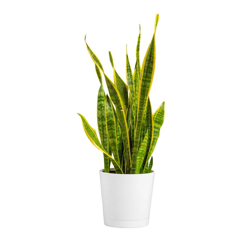 Costa Farms Snake Plant, Mother-in-Law's Tongue Live Plant in Decorative Pot, Large Easy to Maintain Indoor Succulent Houseplant, Assorted Variety, Home, Room, or Office DÃ©cor, 2-3 Feet Tall - Image 1