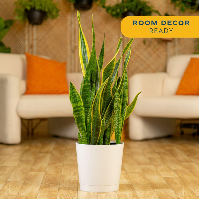 Costa Farms Snake Plant, Mother-in-Law's Tongue Live Plant in Decorative Pot, Large Easy to Maintain Indoor Succulent Houseplant, Assorted Variety, Home, Room, or Office DÃ©cor, 2-3 Feet Tall - Image 2