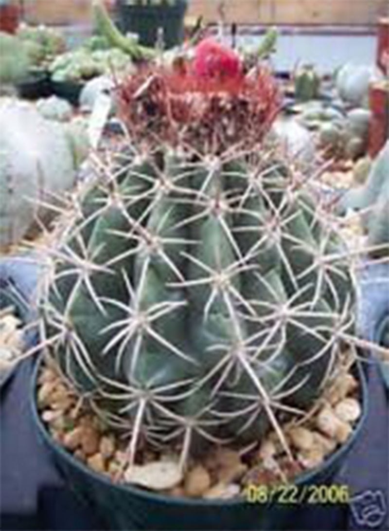 GGOOT Seeds Melocactus Curvispinus Turchi Cap Caribean Caribe Cactus Rare Cactus Seed 20 Seeds - Image 1