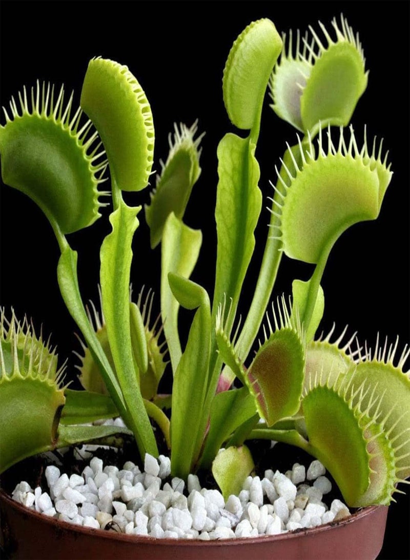 GGOOT Venus Fly Trap - Dionaea Muscipula Carnivorous Flower Plant, Home Garden Planting by Heavy Torch, Pack of 1 Jumbo Plant in 12cm Pot - Image 3