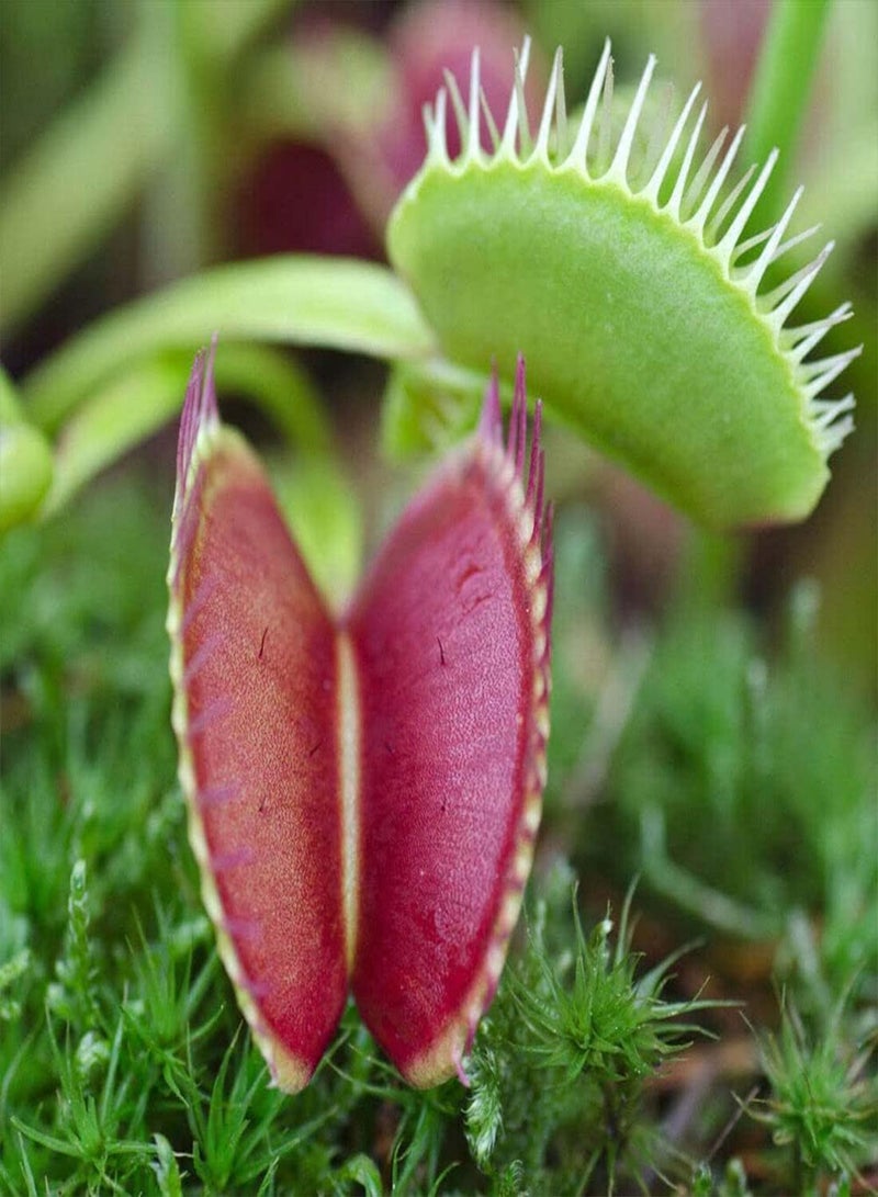 GGOOT Venus Fly Trap - Dionaea Muscipula Carnivorous Flower Plant, Home Garden Planting by Heavy Torch, Pack of 1 Jumbo Plant in 12cm Pot - Image 5
