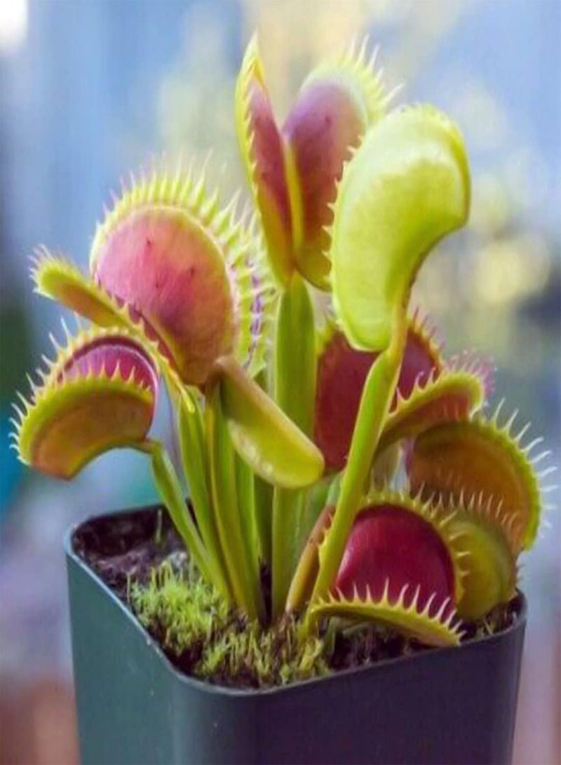 GGOOT Venus Fly Trap - Dionaea Muscipula Carnivorous Flower Plant, Home Garden Planting by Heavy Torch, Pack of 1 Jumbo Plant in 12cm Pot - Image 2