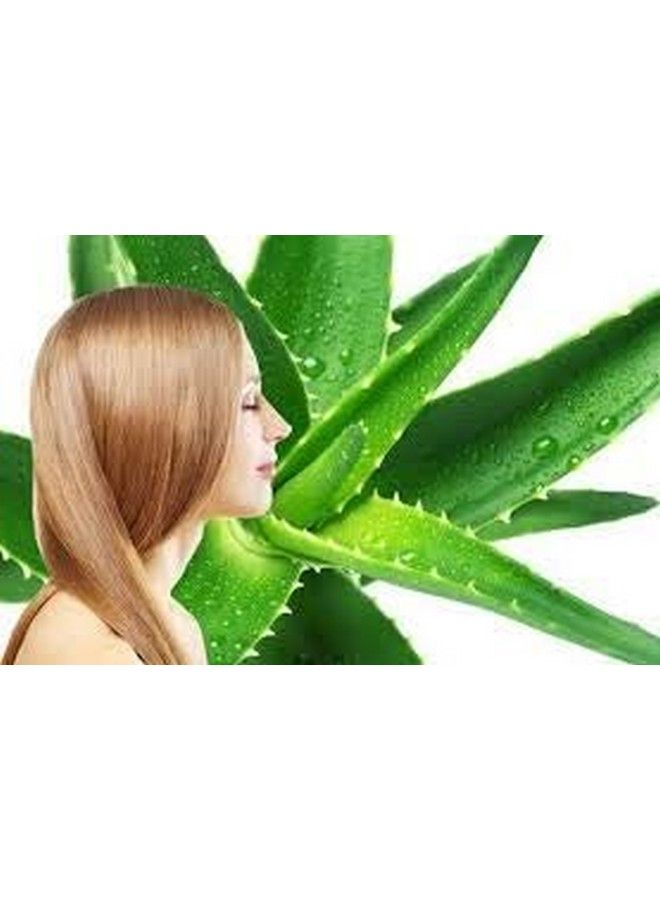 KHADI RISHIKESH جل الصبار النقي 100% لترطيب البشرة للوجه؛ جل تجميل متعدد الاستخدامات؛ يقلل من حب الشباب؛ التجاعيد؛ بشرة متألقة ومشرقة؛ جل مرطب للوجه للرجال والنساء لجميع أنواع البشرة 150 جرام - Image 4