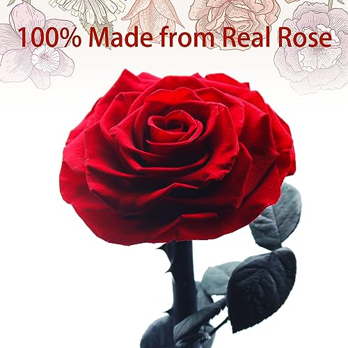 LOUVPY Forever Roses - Gifts Idea for Mom - Beauty and The Beast Rose in Glass Dome - Eternal Preserved Rose Flower - Gift for Her,Wife,Girlfriend(Red, 9inch) - Image 2