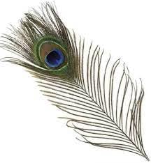 Achleshwar Natural Peacock Feather 50 Pcs|Original Morpankh for DIY Craft & Floral Decoration|Wedding Home & Party Decor|Multicolor|10-12 Inch - Image 2