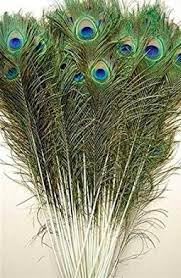 Achleshwar Natural Peacock Feather 50 Pcs|Original Morpankh for DIY Craft & Floral Decoration|Wedding Home & Party Decor|Multicolor|10-12 Inch - Image 3