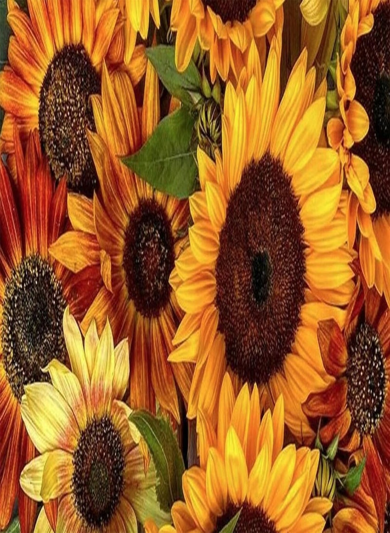 جي جوت 65 بذور زهرة - بذور عباد الشمس المختلطة - - مزيج عباد الشمس