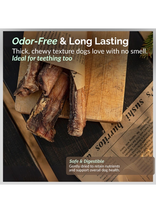O2Pets Dog and Puppy Natural Dental Stick – 100% Beef Ox Root Bully Stick – Long Lasting Chews for Plaque Control & Tartar Prevention, Single Ingredient High Protein Dog Chew Snack, 100g - Image 5