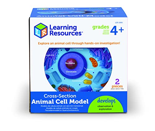 Learning Resources Cross-Section Animal Cell Model - STEM Biology Gifts, Molecular Science Activities , Microbiology ,Classroom and Teacher Must Haves, Homeschool Materials, Model Kit Tools - Image 2