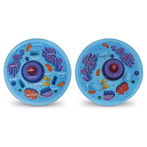 Learning Resources Cross-Section Animal Cell Model - STEM Biology Gifts, Molecular Science Activities , Microbiology ,Classroom and Teacher Must Haves, Homeschool Materials, Model Kit Tools - Image 3