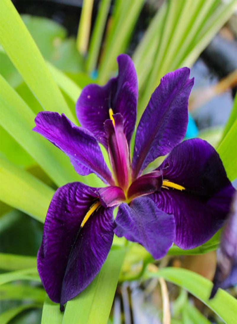 GGOOT 50Pcs/Bag Iris Seeds High Germination Water Plants Purple Perennial Flower Seeds for Garden - Seeds - Image 5