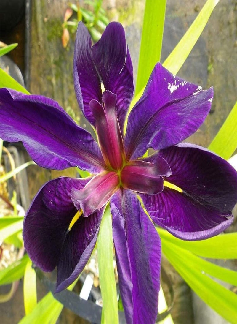 GGOOT 50Pcs/Bag Iris Seeds High Germination Water Plants Purple Perennial Flower Seeds for Garden - Seeds - Image 1