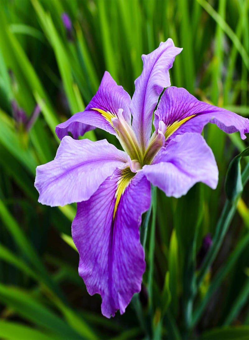 GGOOT 50Pcs/Bag Iris Seeds High Germination Water Plants Purple Perennial Flower Seeds for Garden - Seeds - Image 3