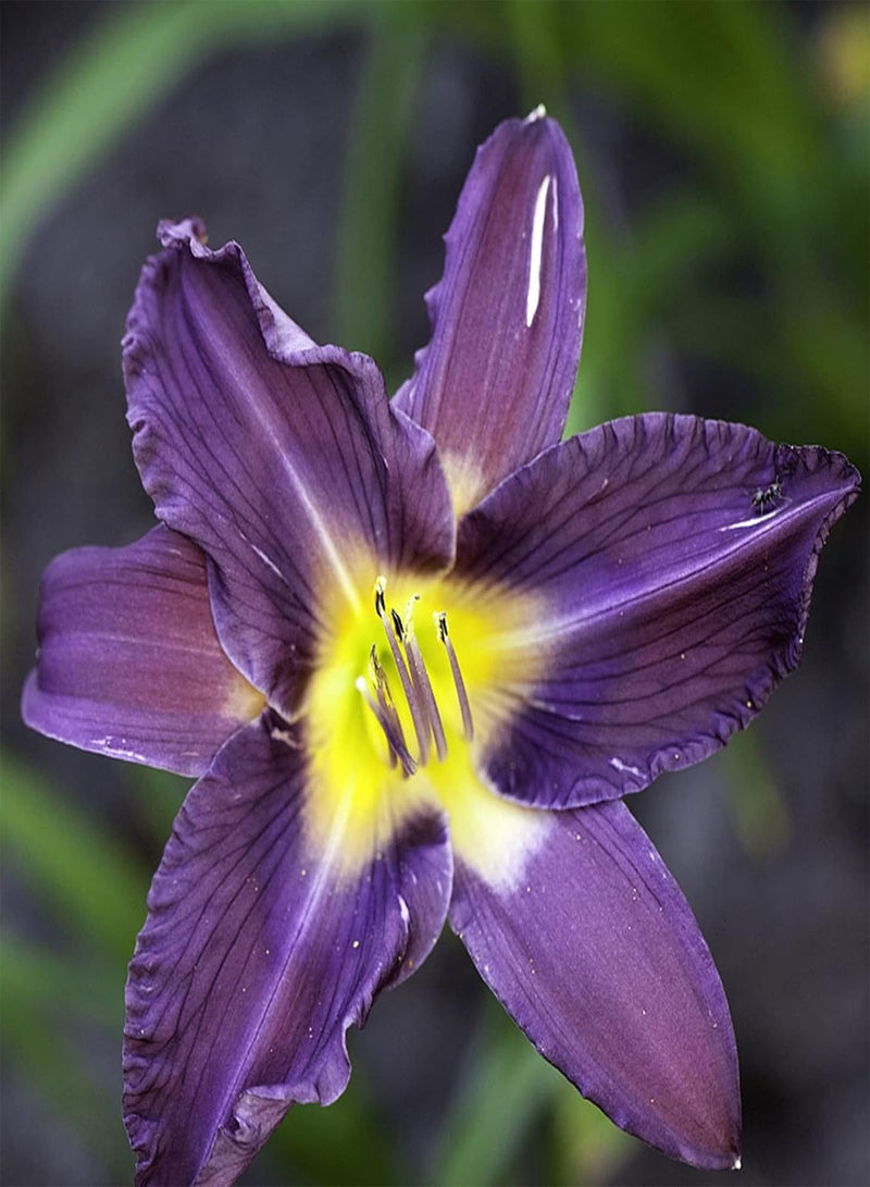 GGOOT 50Pcs/Bag Iris Seeds High Germination Water Plants Purple Perennial Flower Seeds for Garden - Seeds - Image 4