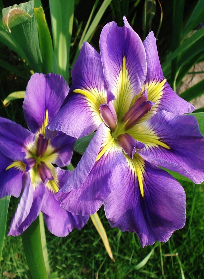 GGOOT 50Pcs/Bag Iris Seeds High Germination Water Plants Purple Perennial Flower Seeds for Garden - Seeds - Image 2