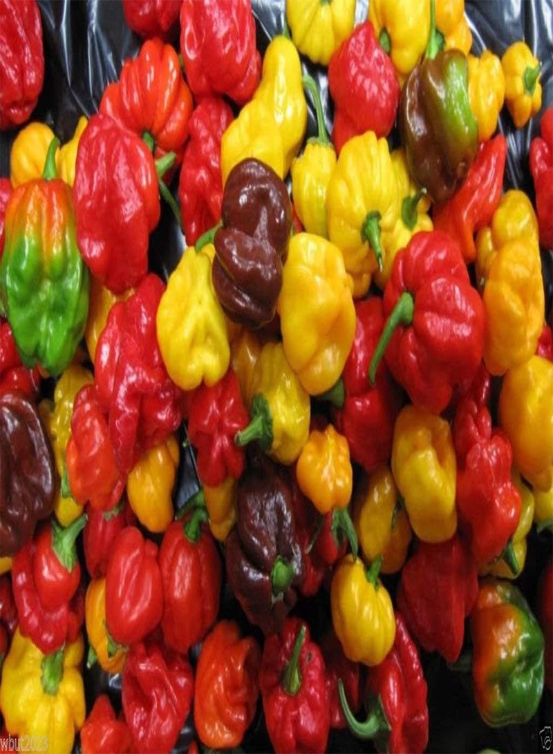 GGOOT 25 Seeds Scotch Bonnet  Seeds-( Mix) - Red, Yellow, and Chocolate !