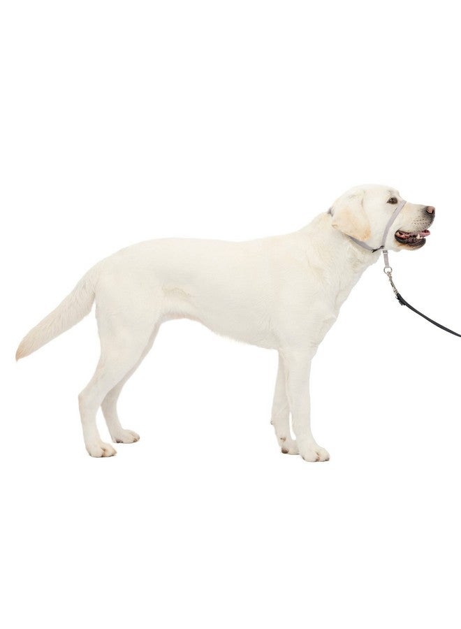 بيت سيف طوق رأس الكلب اللطيف من PetSafe No-Pull - الحل الأمثل للسحب - يحول اتجاه سحب كلبك لتسهيل المشي - يساعدك على استعادة السيطرة - كبير، فضي - Image 1