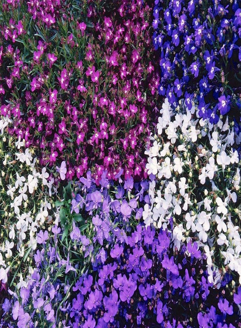 GGOOT - Lobelia String of Pearls 0.16g's (40) Bedding Flower Seeds