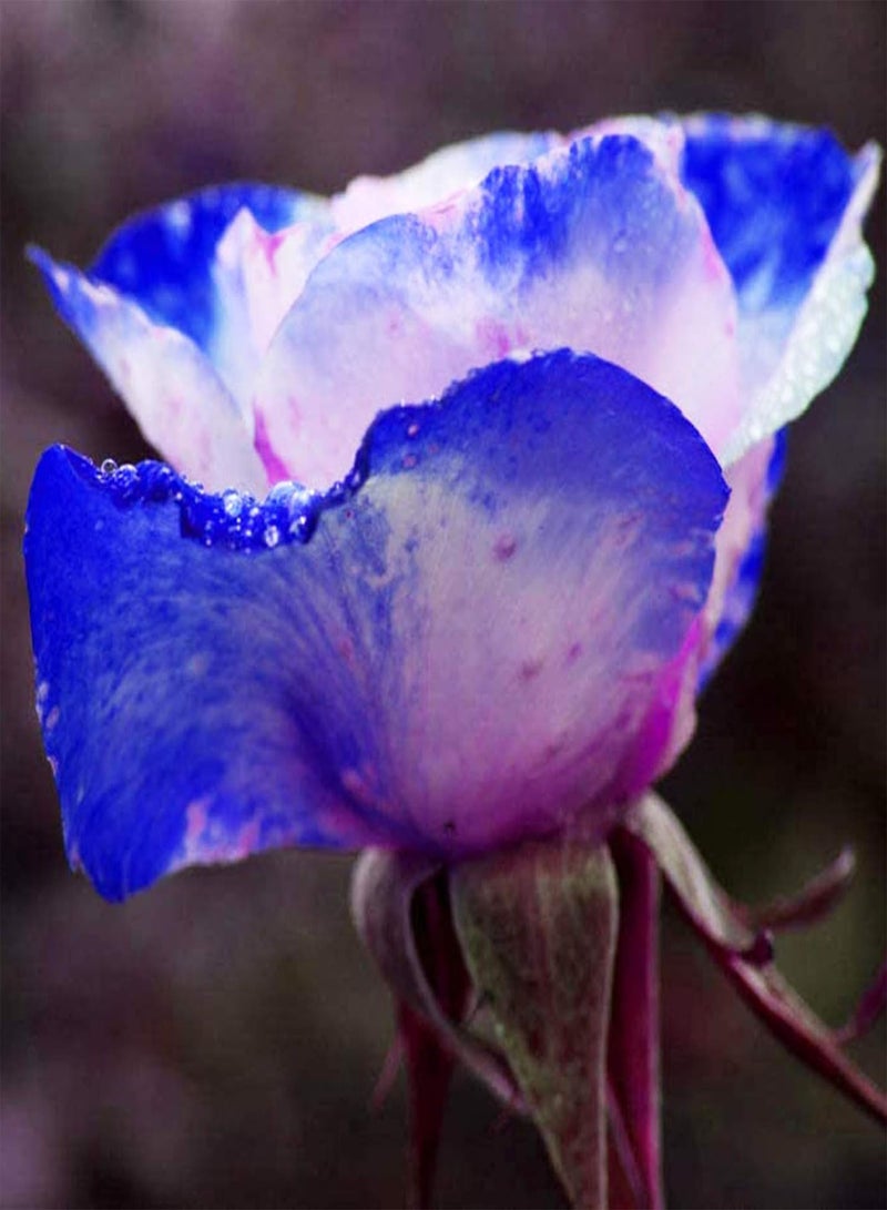 جي جوت 30 قطعة/حقيبة من بذور الورد، نباتات نادرة عطرية مزهرة باللون الأزرق والوردي، بذور نباتات مكتبية للزراعة في الحديقة والفناء الخارجي، بذرة ورد واحدة - Image 3