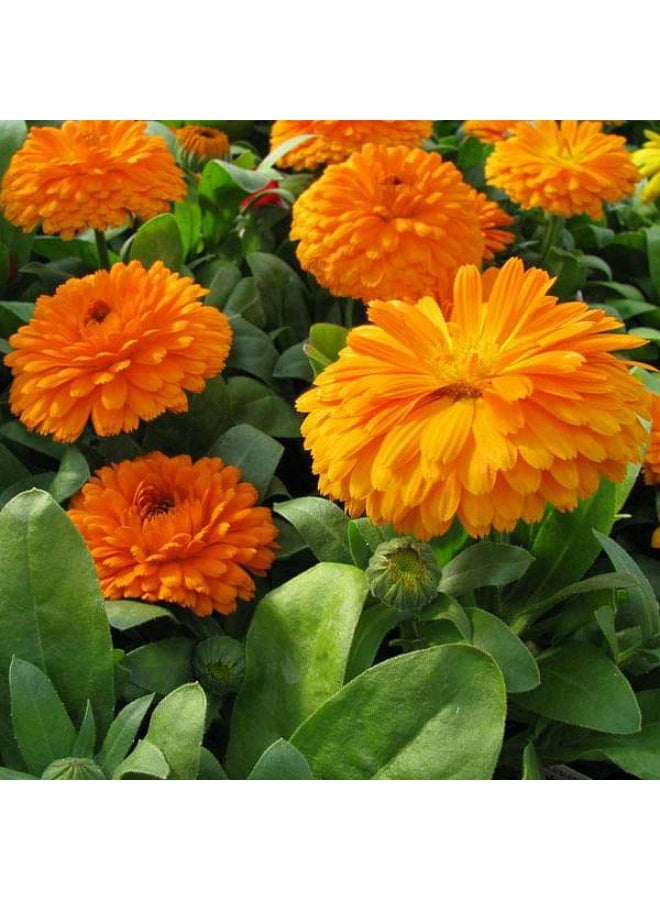 Calendula Bon Bon Orange Flower Seeds