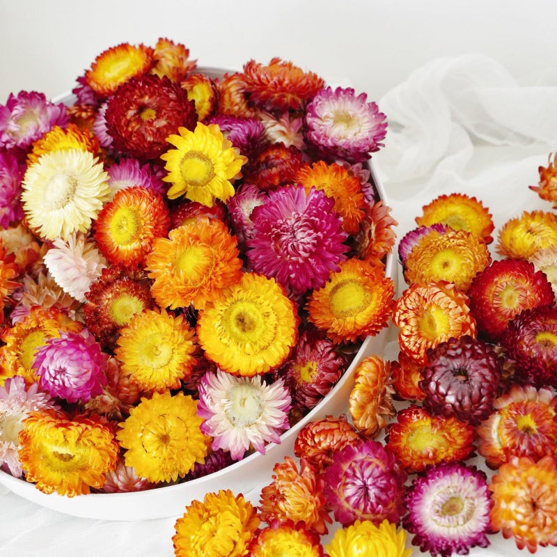 Natural Dried Daisy Flowers Heads  3040 Pcs Gerbera Daisies Real Sunflowers Chrysanthemum Dry Flower Arrangements for Wedding Decor Home Party Decoration and DIY Craft Multi Colors