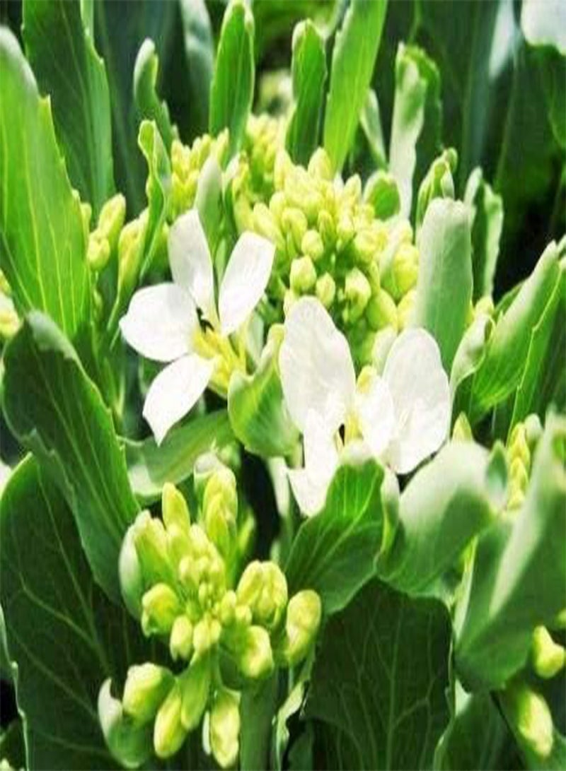 GGOOT Seeds Package: 600+ Broccoli Kale Gailaan Gai Lan Kai Lan Phak Khana ?? ????? - Image 4