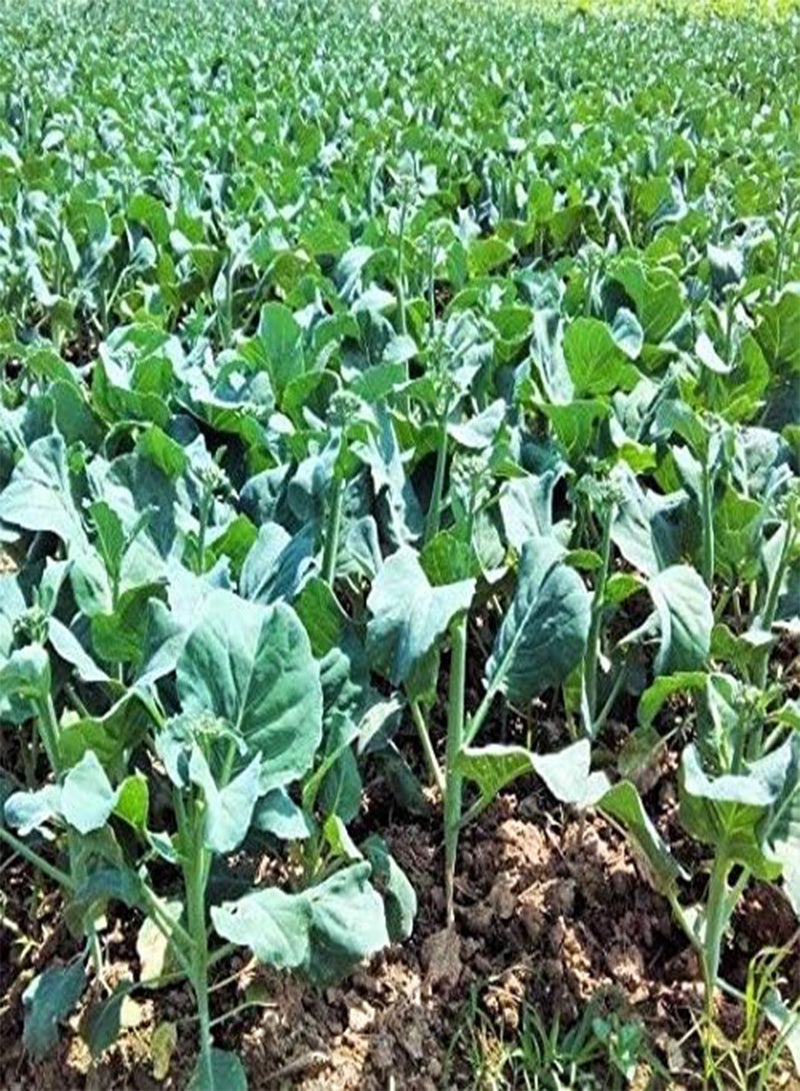 GGOOT Seeds Package: 600+ Broccoli Kale Gailaan Gai Lan Kai Lan Phak Khana ?? ????? - Image 3