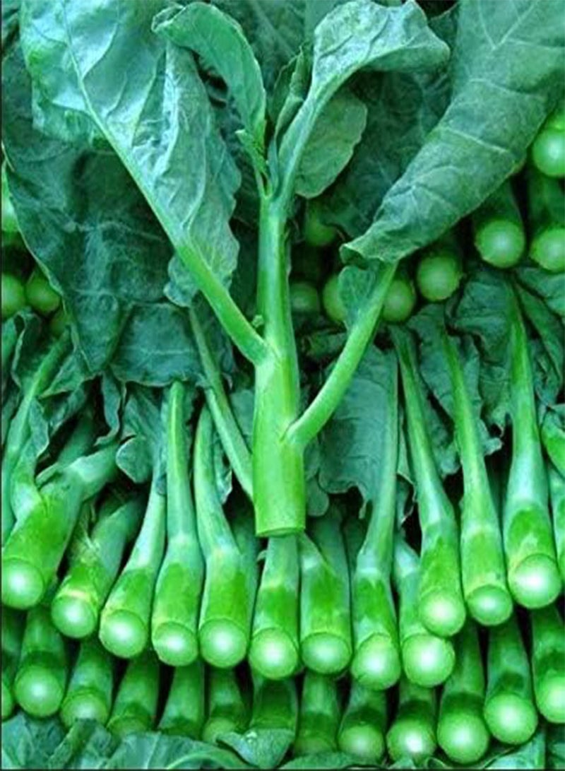 GGOOT Seeds Package: 600+ Broccoli Kale Gailaan Gai Lan Kai Lan Phak Khana ?? ????? - Image 1