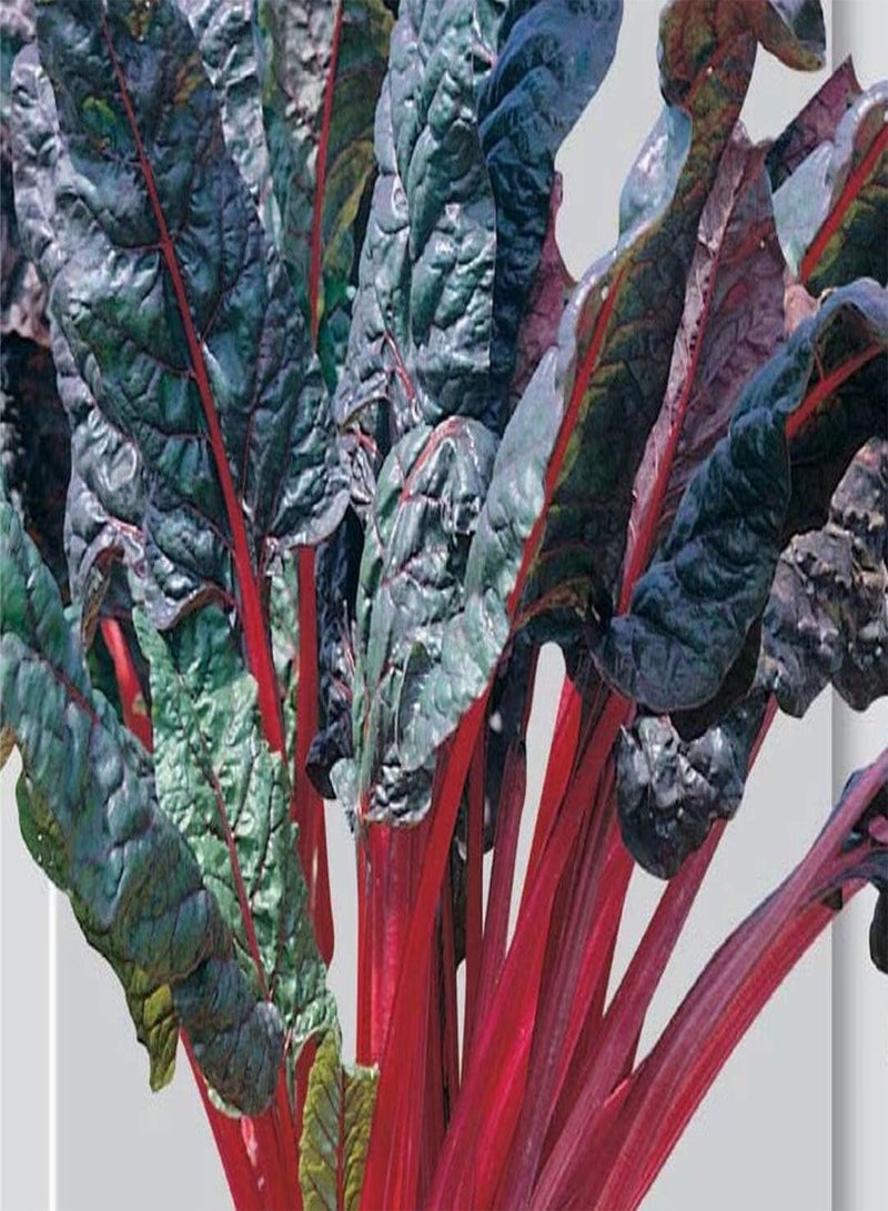 GGOOT Seeds of Swiss Chard Rhubarb Chard