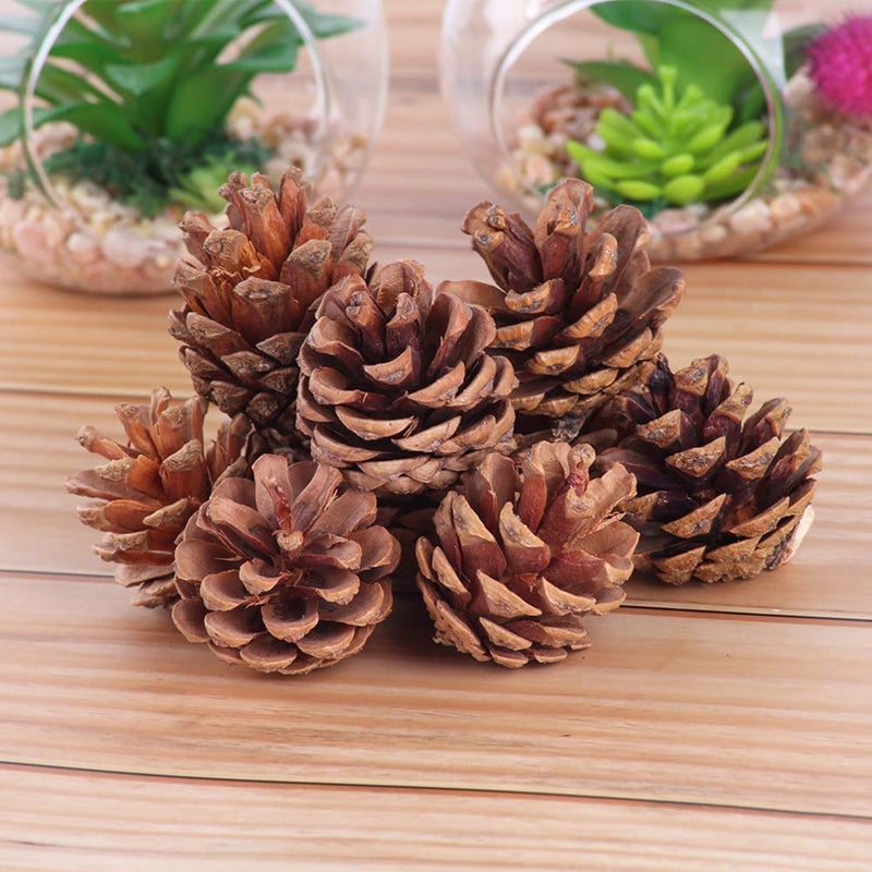 Big Box 6 Piece Mini Pine Cones Christmas PineCones Natural Hanging Ornament 34cm Pine Cones Pendant with String Tag Decoration - Image 3