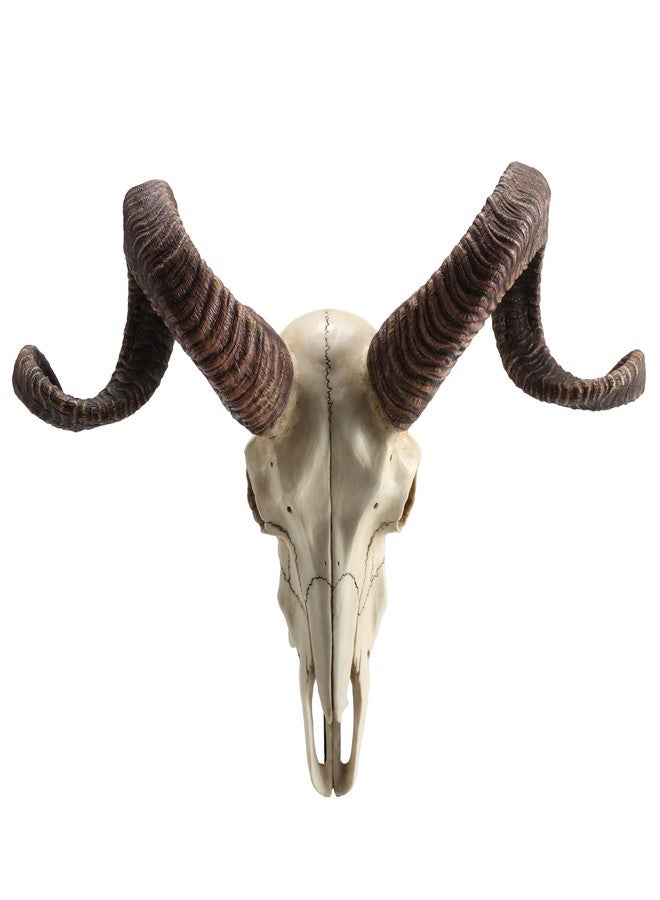 فيرونيز ديزاين تصميم فيرونيز، جمجمة كبش كورسيكي مع قرون حيوانية، منحوتة جدارية من الراتنج - Image 2