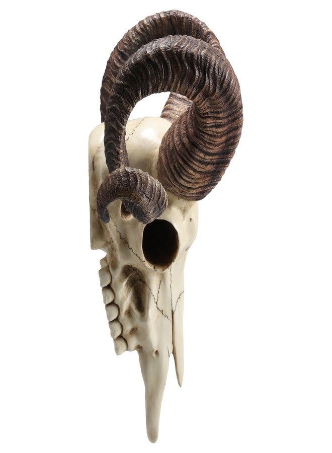 فيرونيز ديزاين تصميم فيرونيز، جمجمة كبش كورسيكي مع قرون حيوانية، منحوتة جدارية من الراتنج - Image 3