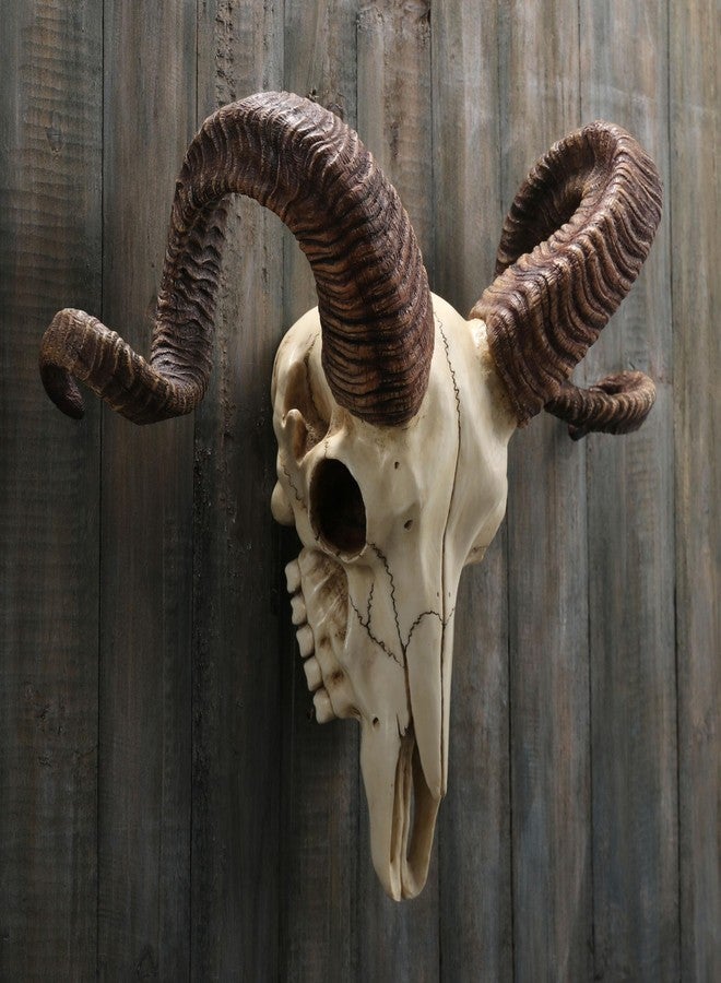 فيرونيز ديزاين تصميم فيرونيز، جمجمة كبش كورسيكي مع قرون حيوانية، منحوتة جدارية من الراتنج - Image 5