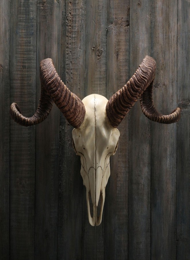 فيرونيز ديزاين تصميم فيرونيز، جمجمة كبش كورسيكي مع قرون حيوانية، منحوتة جدارية من الراتنج - Image 4