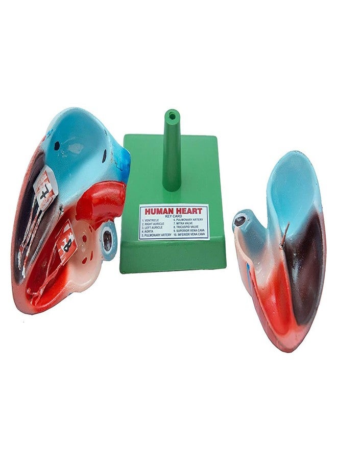 SPYLX Human Heart Model Biology Medical Study - Image 2