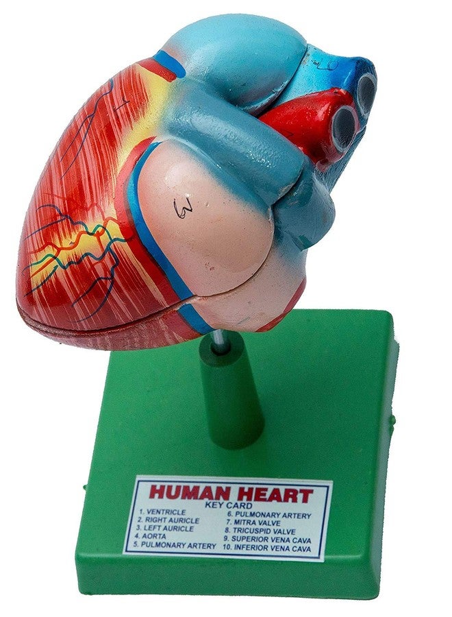 SPYLX Human Heart Model Biology Medical Study - Image 1
