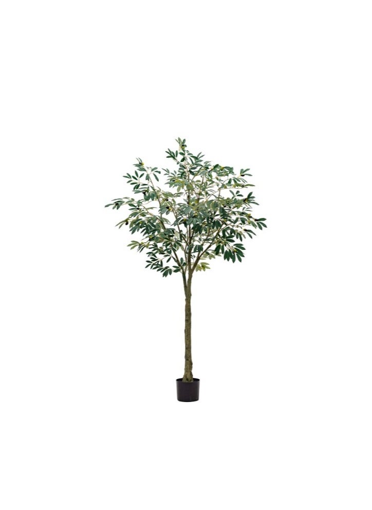 HRT WALL Leccino Olive tree 180cm - green 