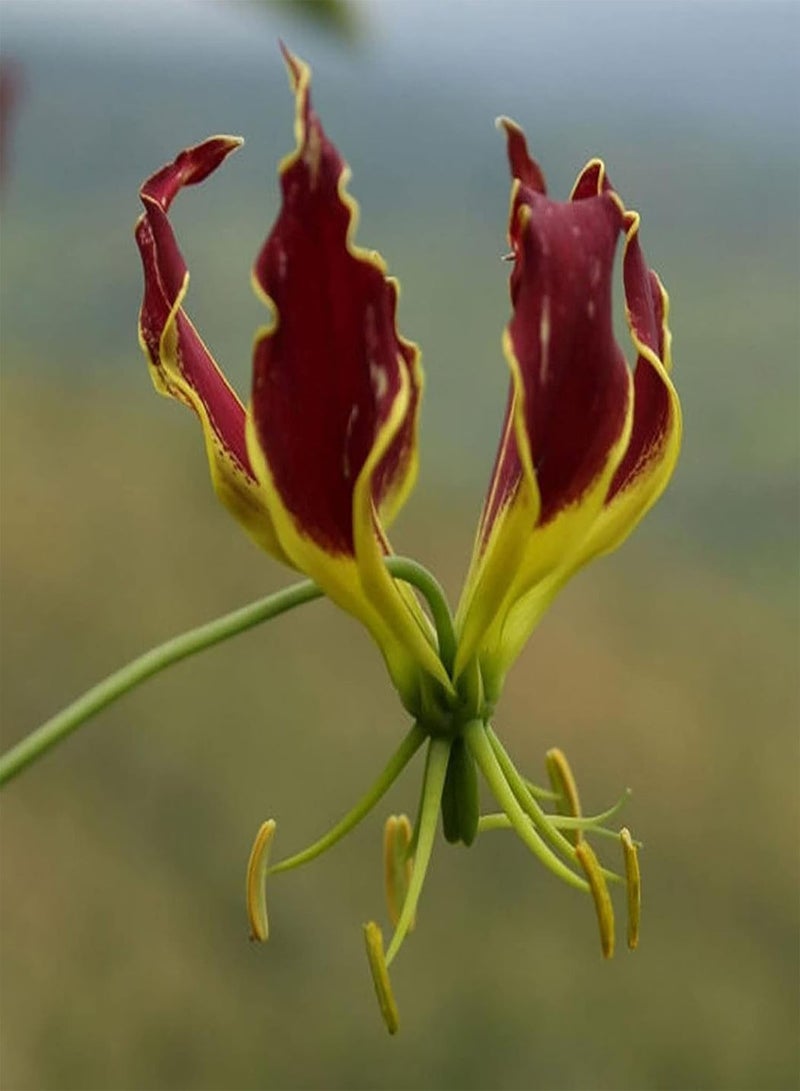 جي جوت بذور حديقة، 10 قطع/كيس من بذور زهرة زنبق اللهب، زينة إكليل الزهور المجيد، بذور زهور معمرة للنوافذ والمكتب، للشرفة - بذور - Image 2