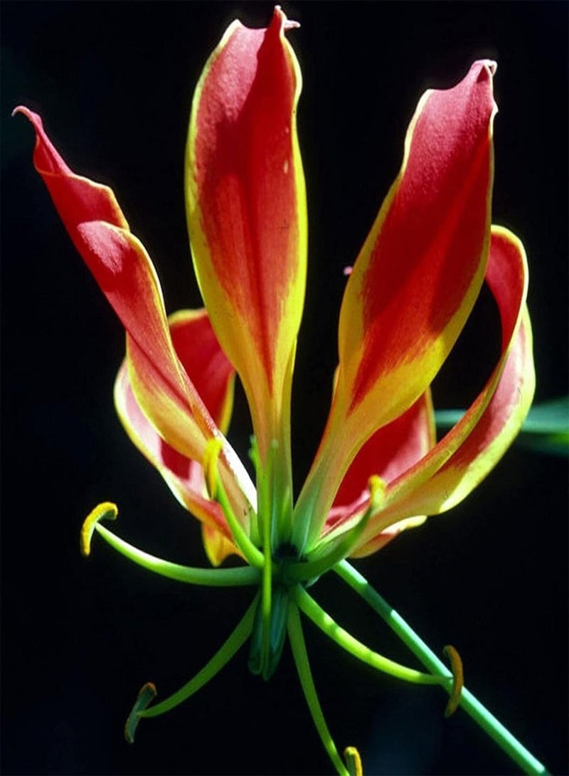 جي جوت بذور حديقة، 10 قطع/كيس من بذور زهرة زنبق اللهب، زينة إكليل الزهور المجيد، بذور زهور معمرة للنوافذ والمكتب، للشرفة - بذور - Image 3