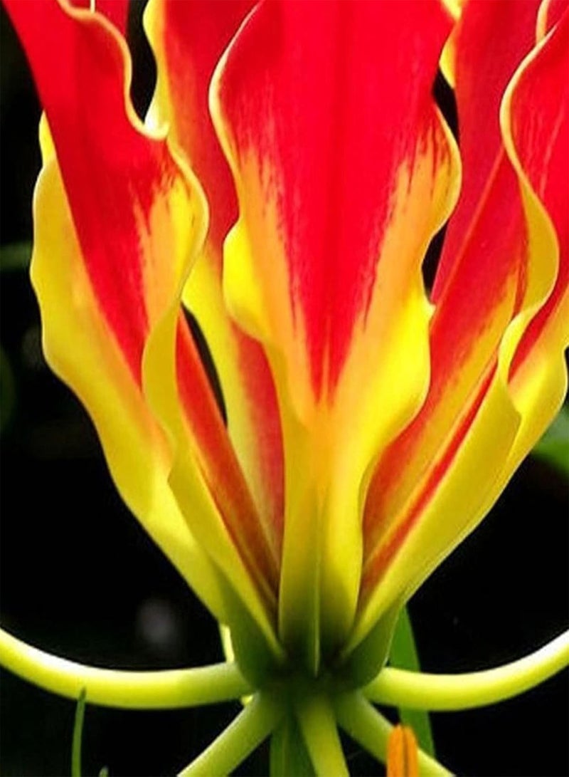 جي جوت بذور حديقة، 10 قطع/كيس من بذور زهرة زنبق اللهب، زينة إكليل الزهور المجيد، بذور زهور معمرة للنوافذ والمكتب، للشرفة - بذور - Image 4