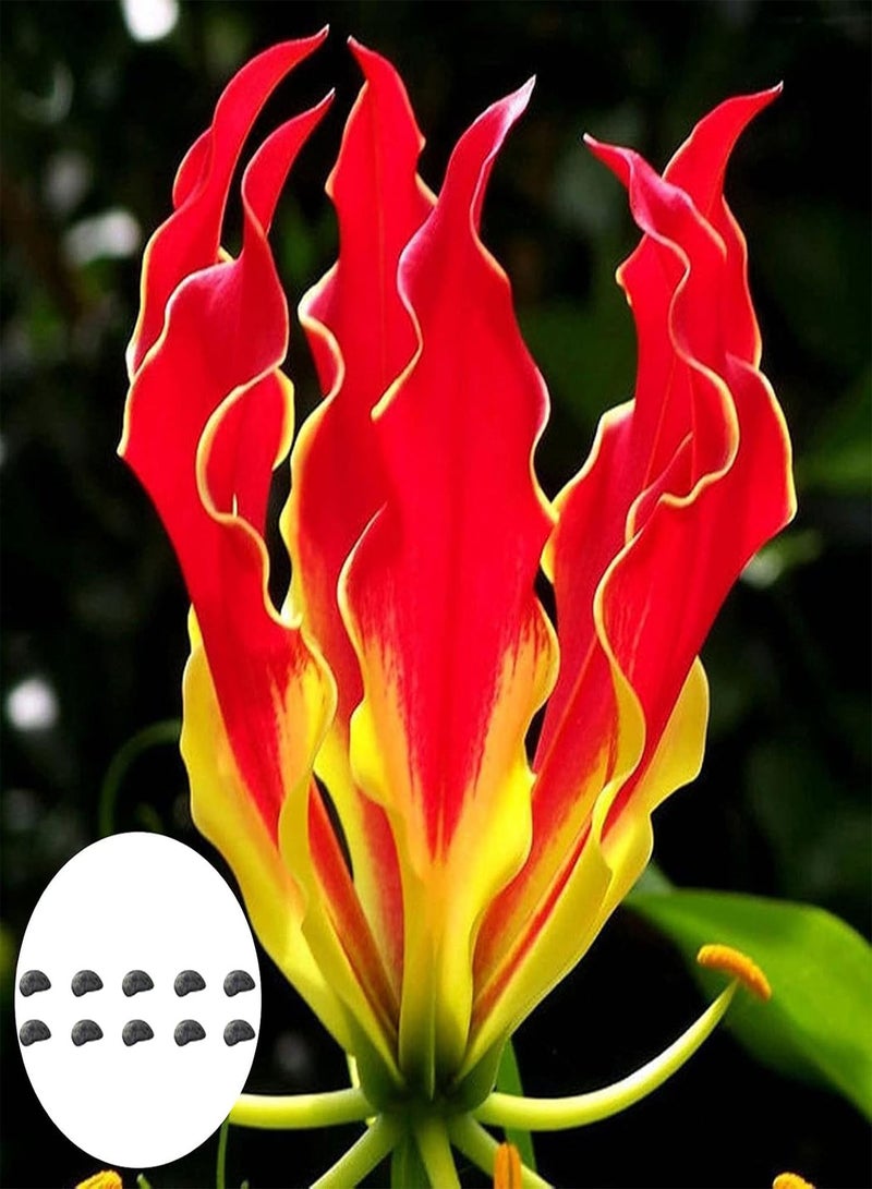 جي جوت بذور حديقة، 10 قطع/كيس من بذور زهرة زنبق اللهب، زينة إكليل الزهور المجيد، بذور زهور معمرة للنوافذ والمكتب، للشرفة - بذور - Image 1