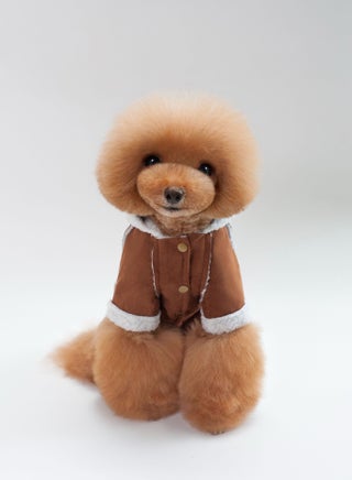 A pet dog wears a coat and a hat Brown - pzsku/Z358928AA4275F7BABDD1Z/45/_/1666071764/6d8c71dc-830e-4e4a-8678-14cfd385bcc4