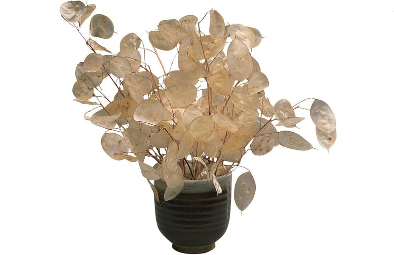 Burpee Money Plant Lunaria Seeds 100 seeds - Image 1