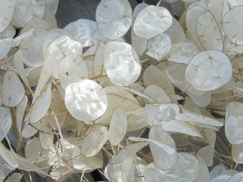 Burpee Money Plant Lunaria Seeds 100 seeds - Image 3