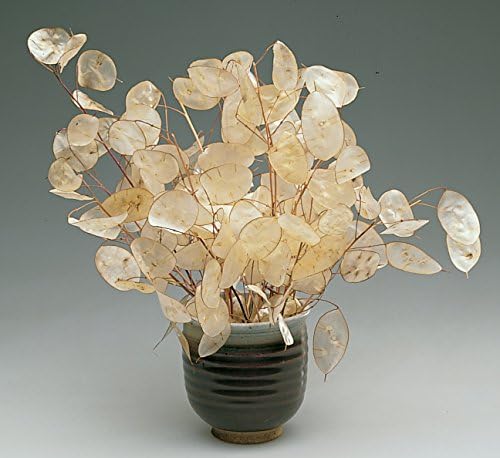 Burpee Money Plant Lunaria Seeds 100 seeds - Image 2