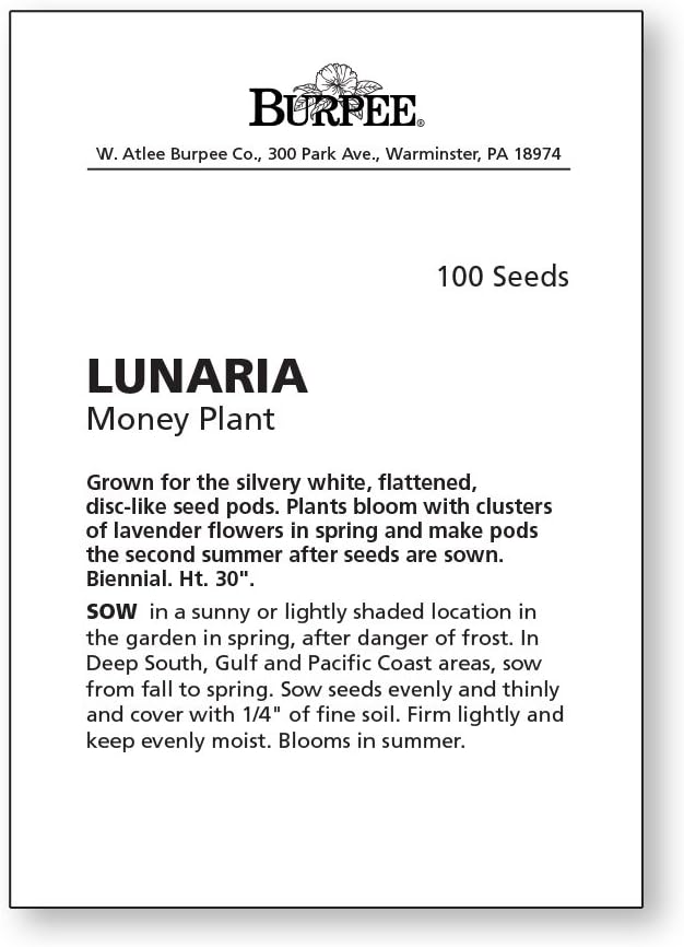 Burpee Money Plant Lunaria Seeds 100 seeds - Image 4