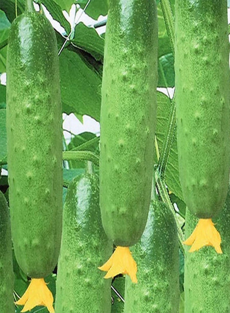 جي جوت بذور نباتية، بذور زهور، 50 قطعة/كيس، بذور خيار، غير معدلة وراثيًا، بذور خضراوات طبيعية صحية خضراء للحديقة، بذور نباتية للحديقة - Image 4