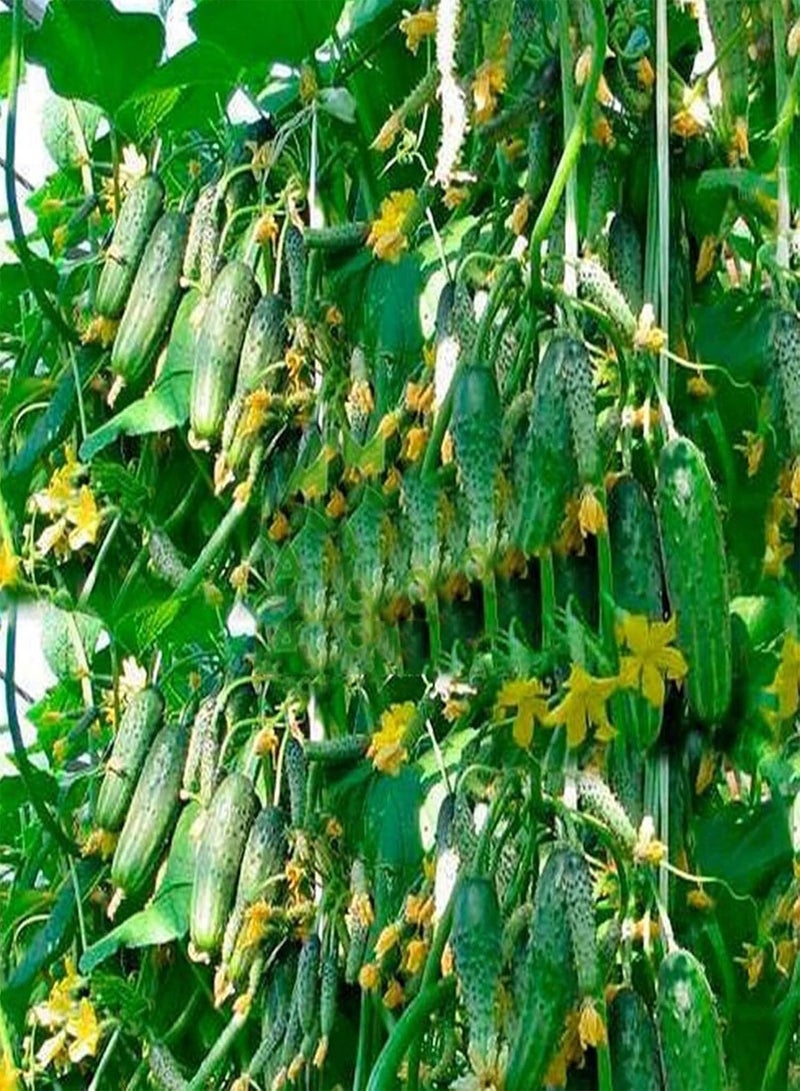 جي جوت بذور نباتية، بذور زهور، 50 قطعة/كيس، بذور خيار، غير معدلة وراثيًا، بذور خضراوات طبيعية صحية خضراء للحديقة، بذور نباتية للحديقة - Image 2